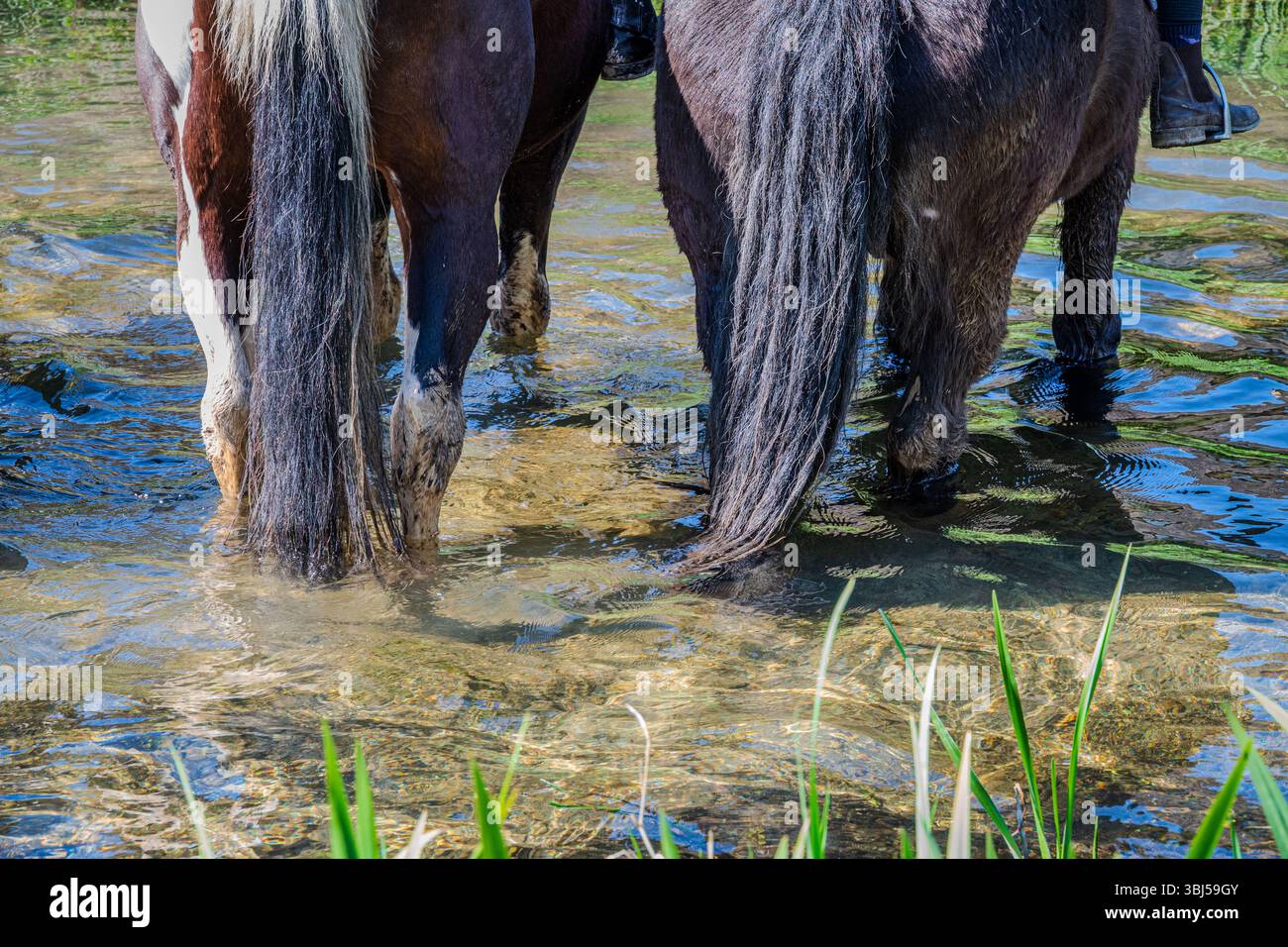 Un raccolto ristretto di zampe e code di cavalli sommerse in acque poco profonde — trasportate per una bevanda, i loro movimenti mescolano lievi increspature sulla superficie Foto Stock