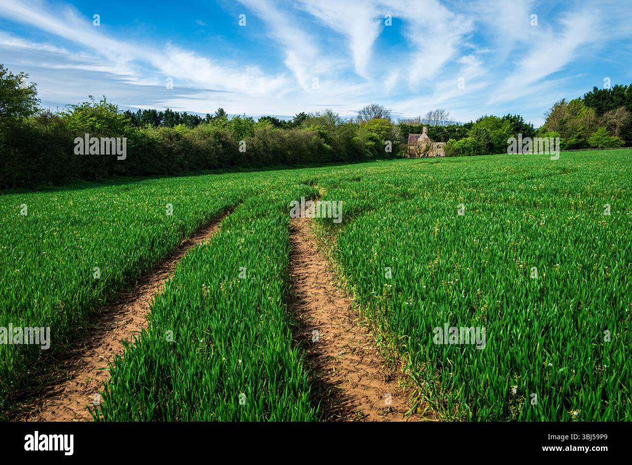 Un giovane campo d'orzo risplende sotto il sole di maggio, le sue onde verdi si separano da una pista polverosa che conduce ad una fattoria appena visibile attraverso gli alberi Foto Stock
