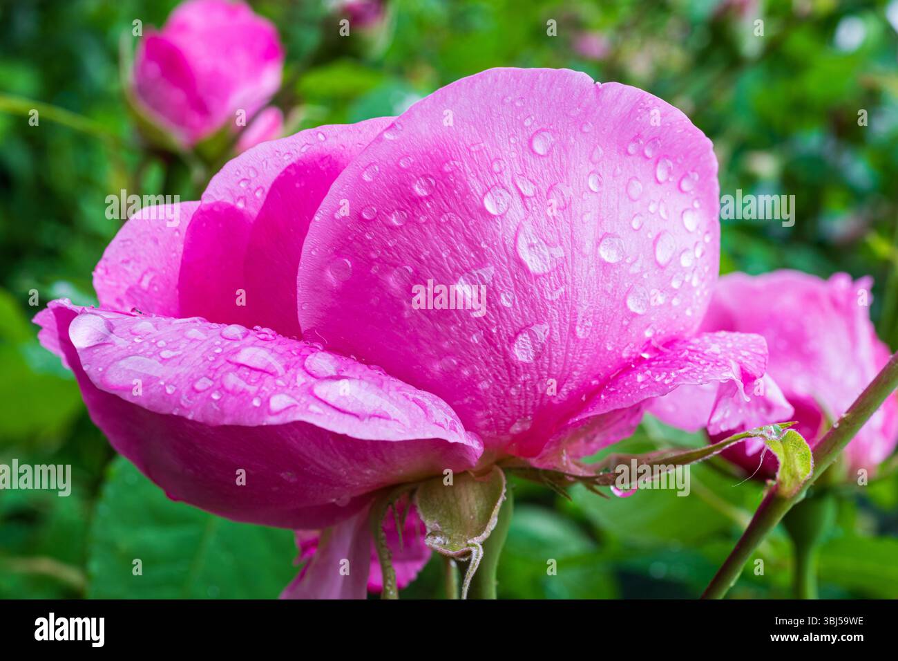 Primo piano di gocce d'pioggia poggiate sui morbidi petali rosa di una rosa profumata Gertrude Jekyll dopo una pioggia estiva Foto Stock