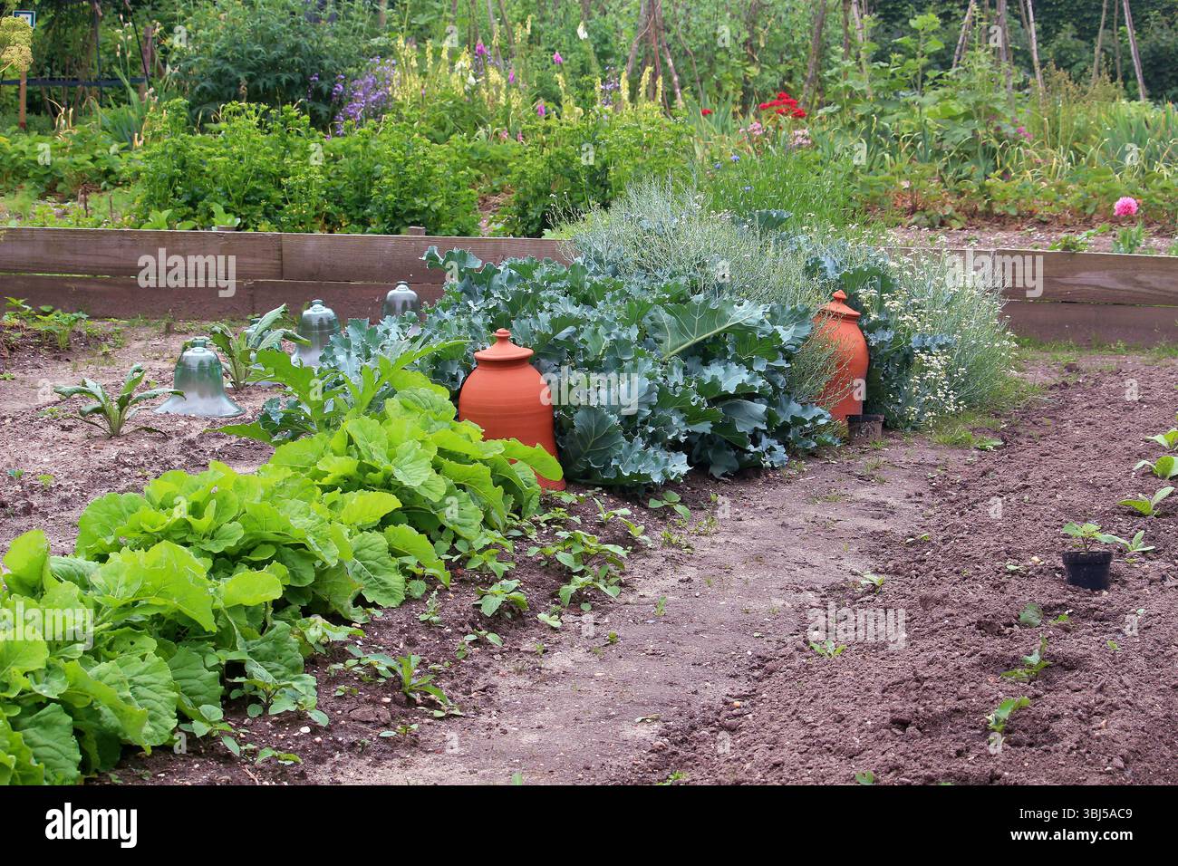 Orti, fiori e aiuole vuote con campane in vetro e terracotta (Gheldria, Paesi Bassi) Foto Stock