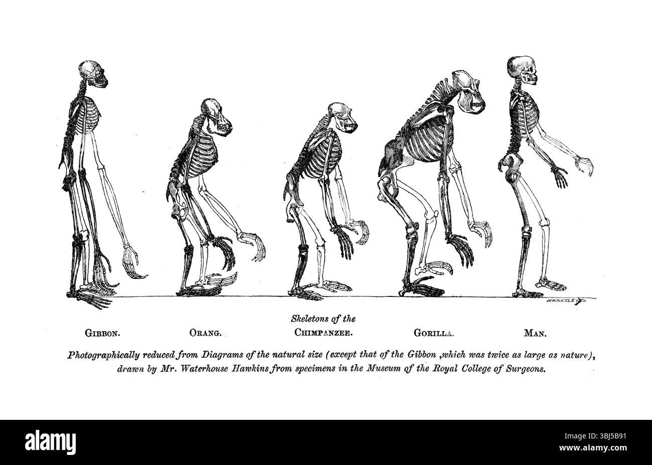 Scheletri del Gibbon, Orang, Chimpanzee, Gorilla, Man, 1863. "fotograficamente ridotto da diagrammi di dimensioni naturali (tranne quello del Gibbon, che era due volte più grande della natura), disegnato da Mr. Waterhouse Hawkins da esemplari del Museo del Royal College of Surgeons". Da "Evidence as to man's Place in nature" di Thomas Henry Huxley. [Londra, 1863] Foto Stock