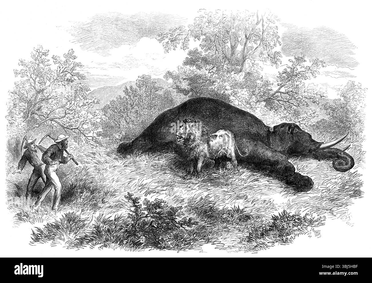 Schizzi di viaggio sudafricano: Il leone e l'elefante morto, 1874. Il nostro artista in Sud Africa, il signor Thomas Baines, F.G.S., ci invia uno schizzo di un incidente avvenuto durante il viaggio del suo gruppo verso i campi d'oro appena scoperti. Era pratica comune degli ufficiali del gruppo camminare su una certa distanza davanti ai carri, "prospedendo oro", come viene chiamato, su ciascun lato della strada. In una di queste occasioni, il signor Nelson, l'infaticabile mineralogista, era in anticipo rispetto al resto, quando ha incontrato l'avventura così ben illustrata dal signor Baines. Felicemente, il leone Foto Stock
