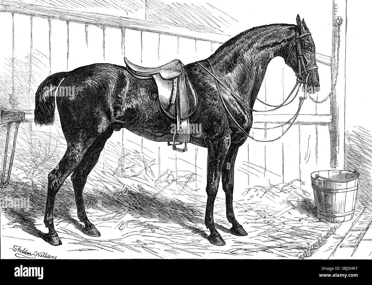 The Horse Show at the Agricultural Hall, Islington: The Prince of Wales's Park Cob, "Bob", 1874. "Le prodezze degli ultimi due giorni, il giovedì e il venerdì, hanno attirato un gran numero di spettatori. I giudici delle diverse classi erano il marchese di Waterford, il conte di Shannon, Sir G. Wombwell, Bart., il colonnello Luttrell, il colonnello Kingscote, C.B., M.P., e il colonnello Ashley Maude, M.P., questi signori dovevano decidere i meriti di cacciatori che trasportavano peso e altri cacciatori, cavalli da equitazione, carabine e roadster, hack del parco e cavalli da donna, cavalli da imbracatura, pannocchie del parco, pony, sta Foto Stock