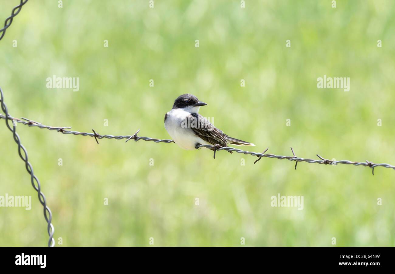 Il Kingbird orientale (Tyrannus tyrannus) è arroccato su una recinzione di filo spinato in un lussureggiante campo verde Foto Stock
