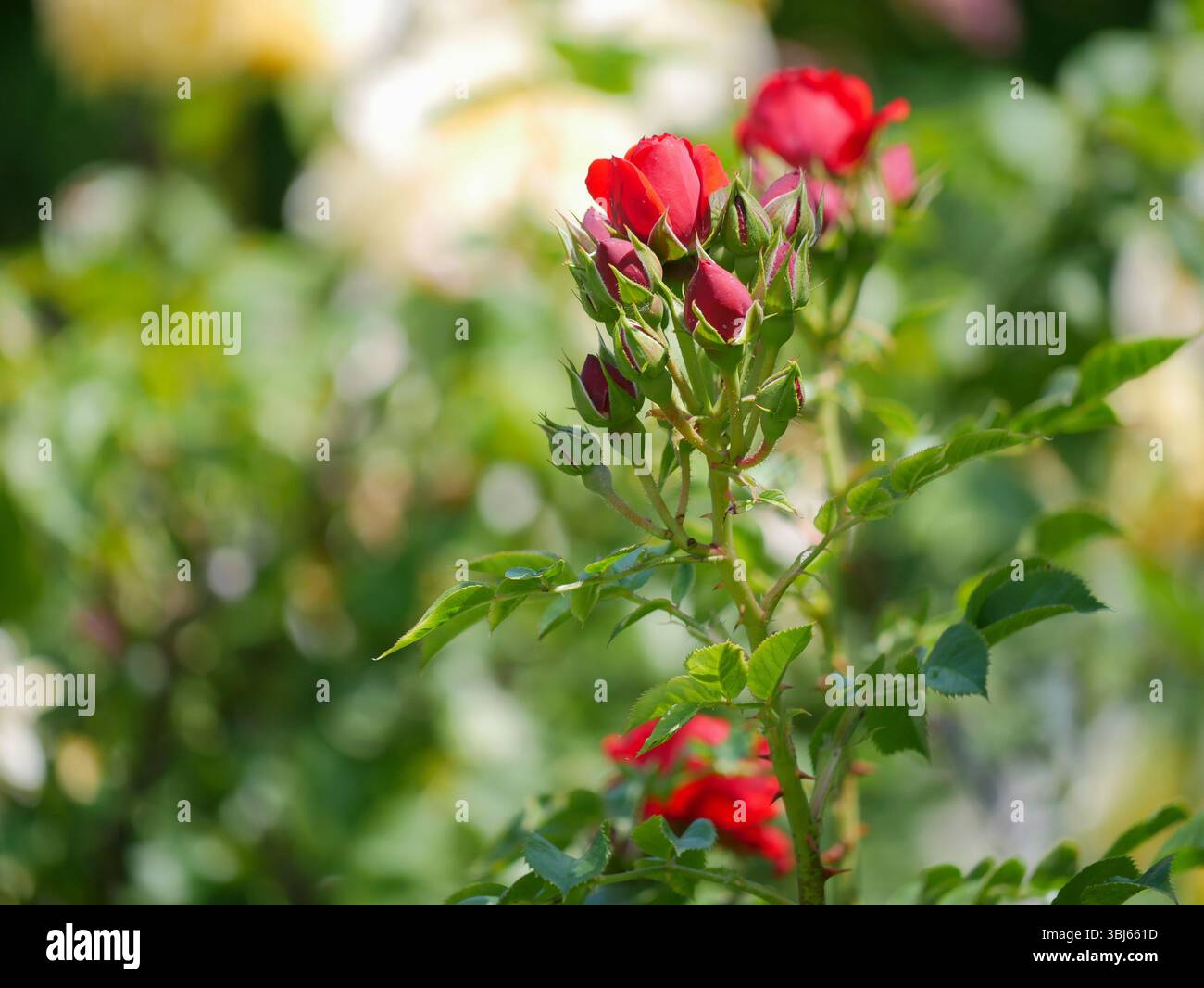 Boccioli di rose rosse che crescono su un cespuglio nel giardino. Foto Stock