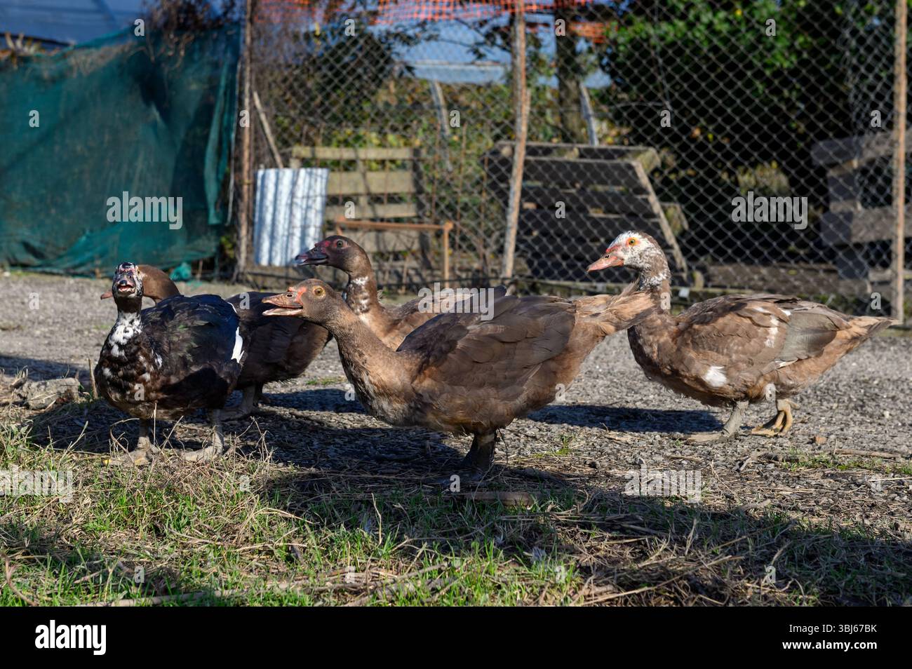 Cinque anatre muschiate brune camminano per l'Aia. C'è una fence di mesh sullo sfondo. Foto Stock