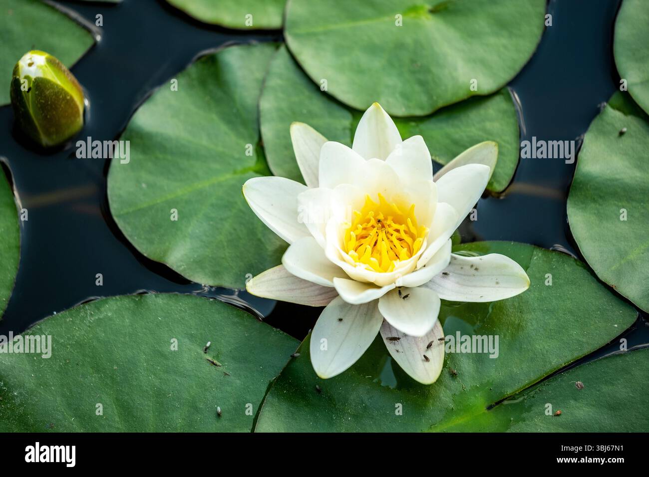 Giglio bianco in fiore su uno stagno, Giardino Botanico di Friburgo, Germania Foto Stock