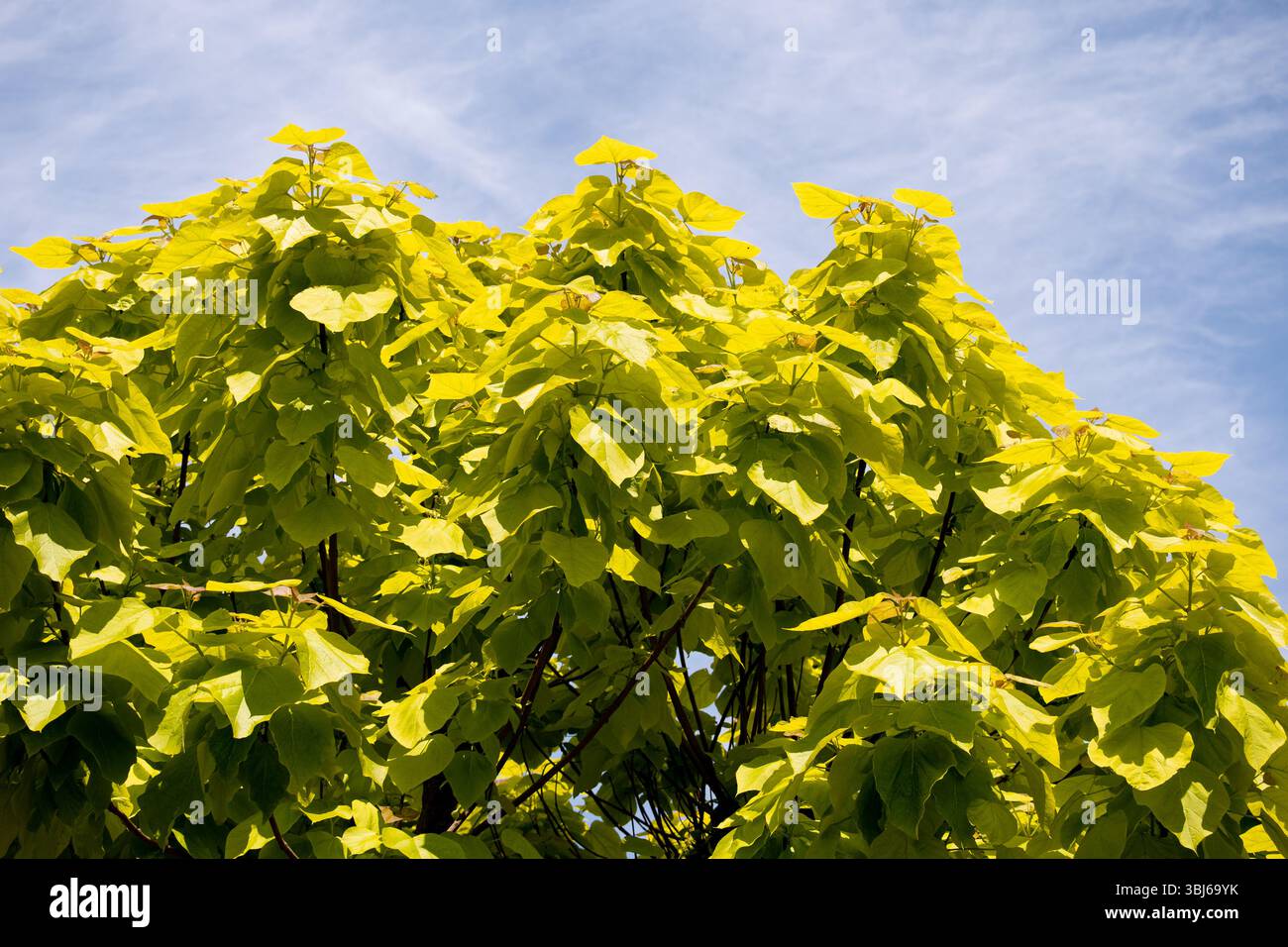 Catalpa bignoniodes Tree (Indian Bean Tree), Warwickshire, Regno Unito Foto Stock