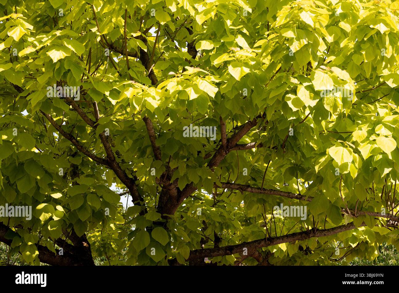 Catalpa bignoniodes Tree (Indian Bean Tree), Warwickshire, Regno Unito Foto Stock
