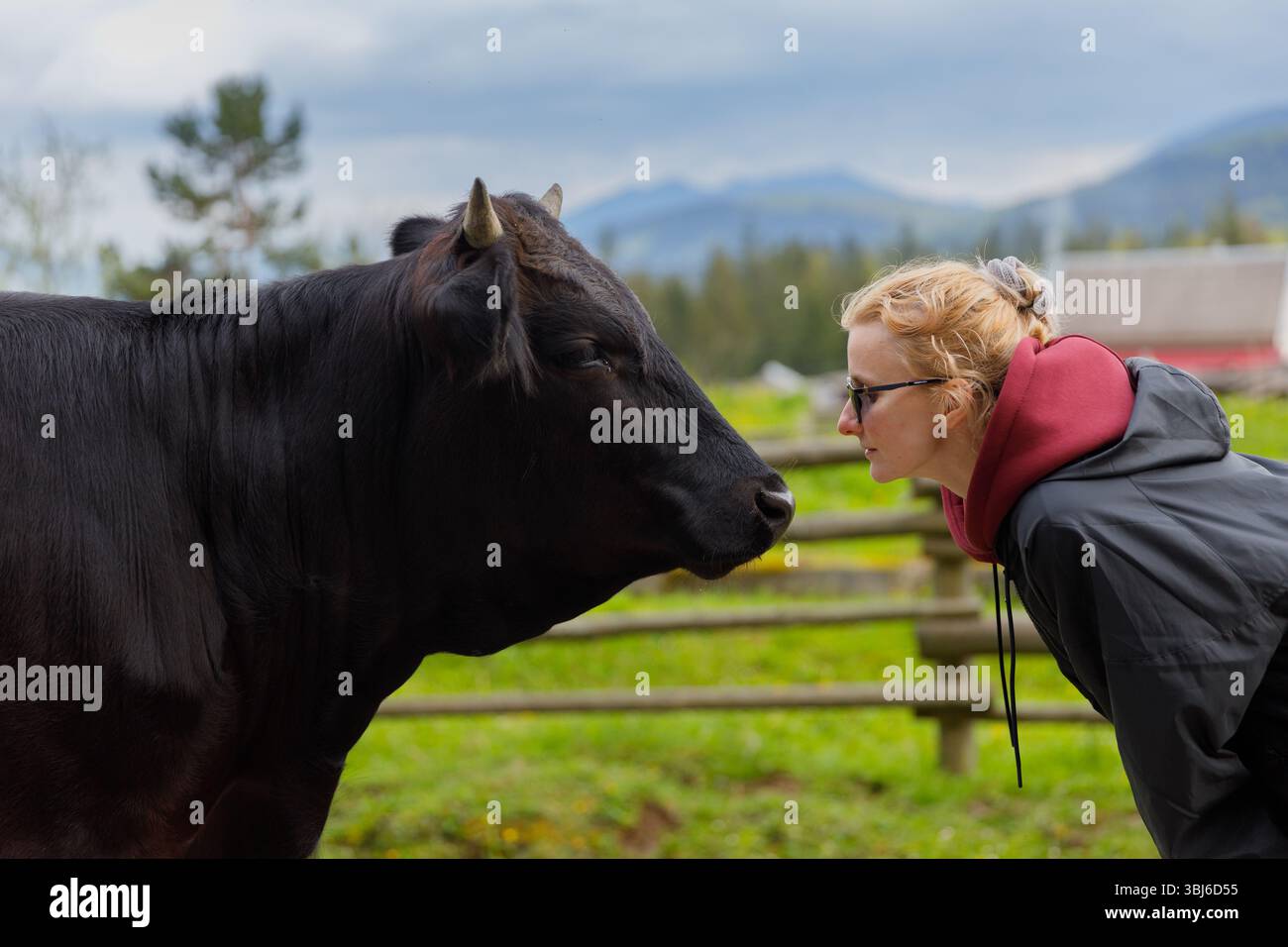 In questa immagine accattivante, una giovane donna si appoggia a stretto contatto con una mucca nera, creando una coinvolgente interazione tra un paesaggio verde lussureggiante e una schiena Foto Stock