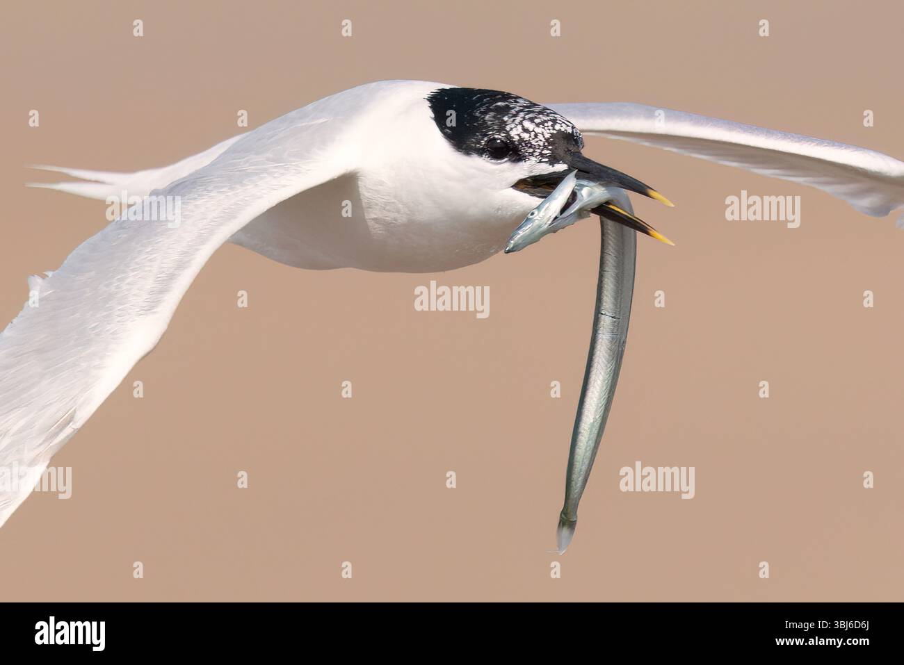 Sandwich Tern in volo che trasporta cicerello presso Hodbarrow RSPB Reserve in Cumbria, Inghilterra Foto Stock