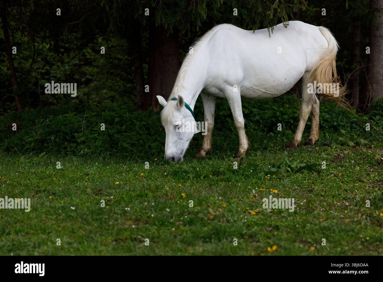 L'immagine cattura una scena serena di un bellissimo cavallo bianco che pascolano tranquillamente su una vibrante erba verde, tra vegetazione lussureggiante e fiori selvatici in fiore, Foto Stock