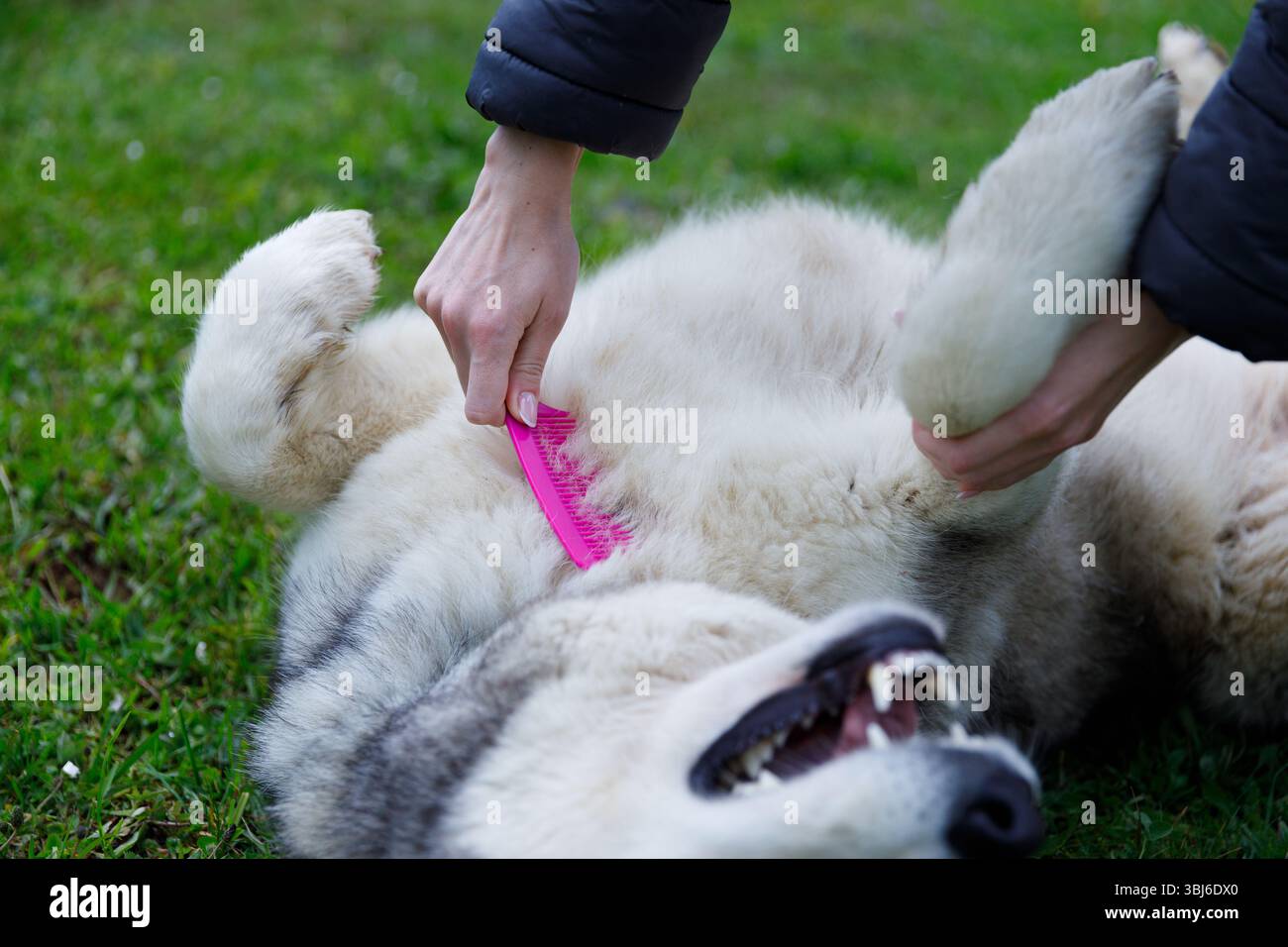 Una scena gioiosa di una persona che prepara un cane felice in una giornata di sole. Il cucciolo si diverte a strofinare la pancia mentre viene spazzolato, mostrando il legame tra di loro in una S. Foto Stock