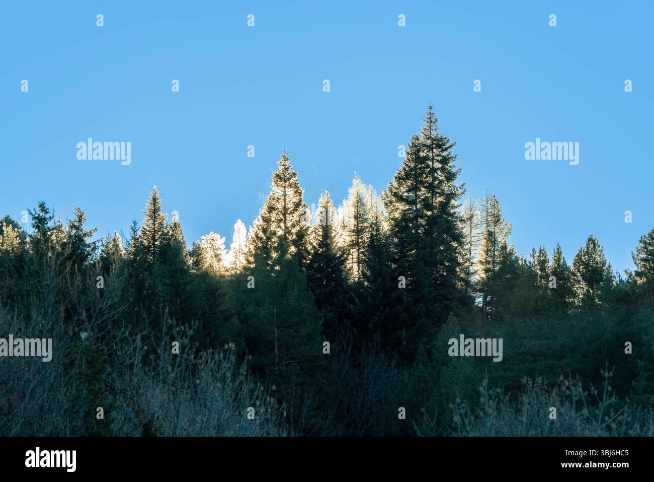 La luce del sole dorata che filtra attraverso gli alti alberi della foresta crea spettacolari fasci di luce in un'atmosfera boschiva nebbiosa a llo, Pirenei, Francia Foto Stock