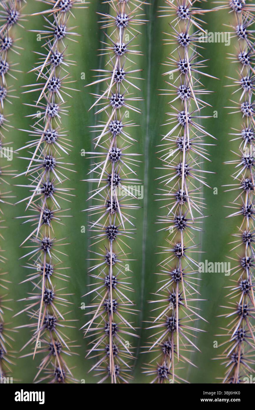 Questa è una foto verticale ravvicinata di un cactus del Saguaro e delle sue spine nel Saguaro National Park, fuori Tucson, Arizona. Foto Stock