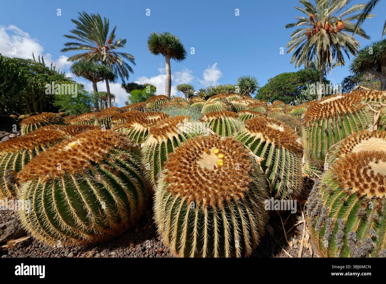 Gruppo di cactus grusonii (Echinocactus grusonii), una specie endemica del Messico, all'Oasis Park, Fuerteventura, Isole Canarie, novembre. Foto Stock