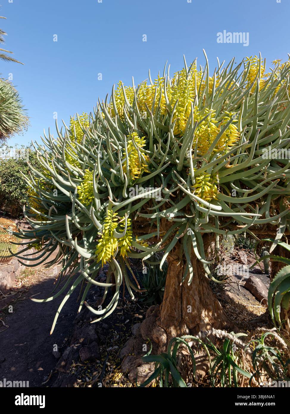Aloe di montagna (Aloe marlothii), una specie montana sudafricana, fiorita nel Parco Oasis, Fuerteventura, Isole Canarie, novembre. Foto Stock