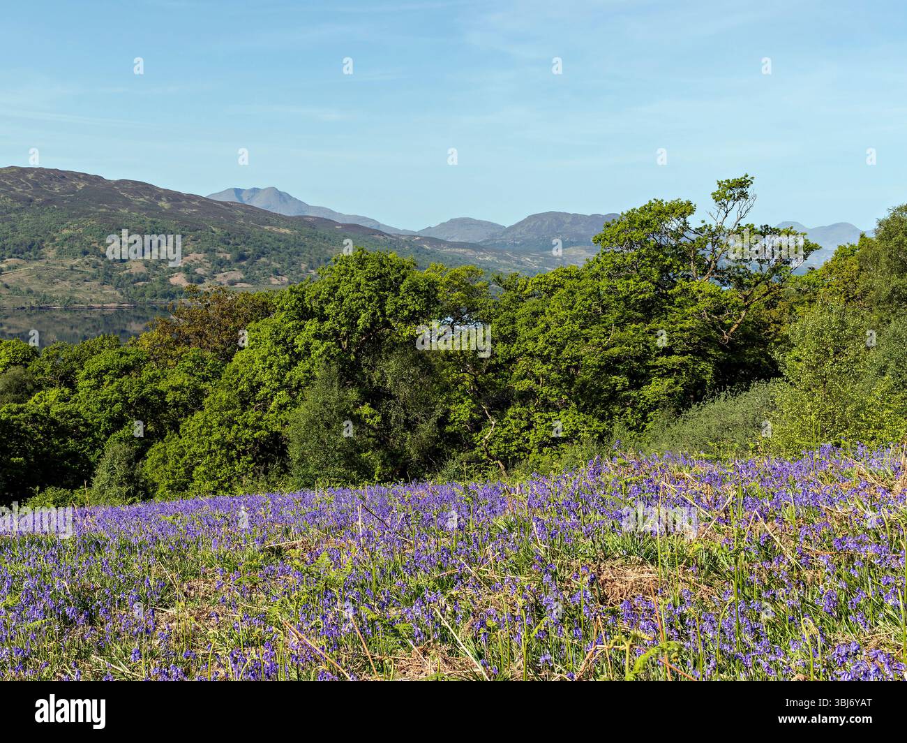 Ben Lomond dalla collina Primrose sopra Loch Katrine. Loch Lomond e il Trossachs National Park, Highlands meridionali della Scozia. Foto Stock