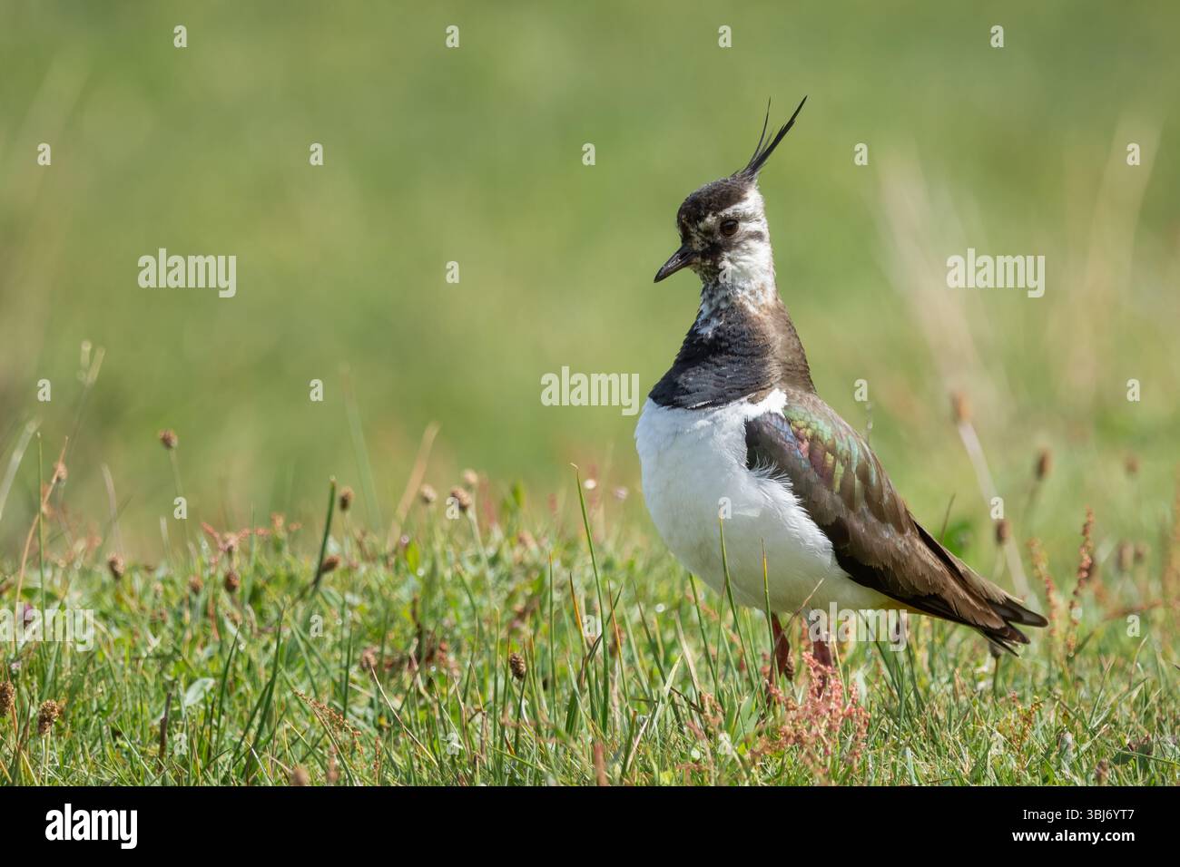 Lapwing (Vanellus vanellus), RSPB Loch Leven, Scozia, Regno Unito. Foto Stock