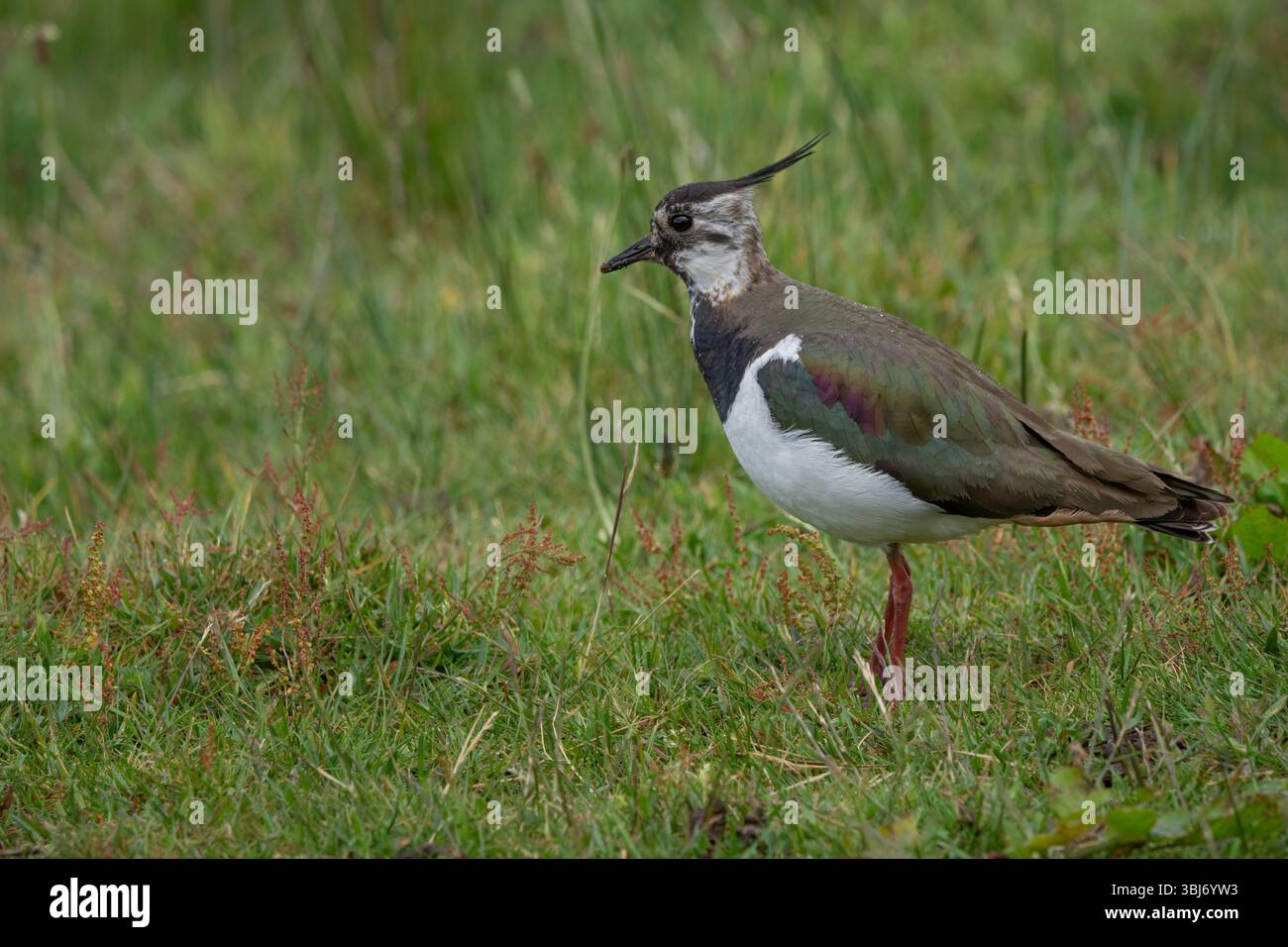 Lapwing (Vanellus vanellus), RSPB Loch Leven, Scozia, Regno Unito. Foto Stock