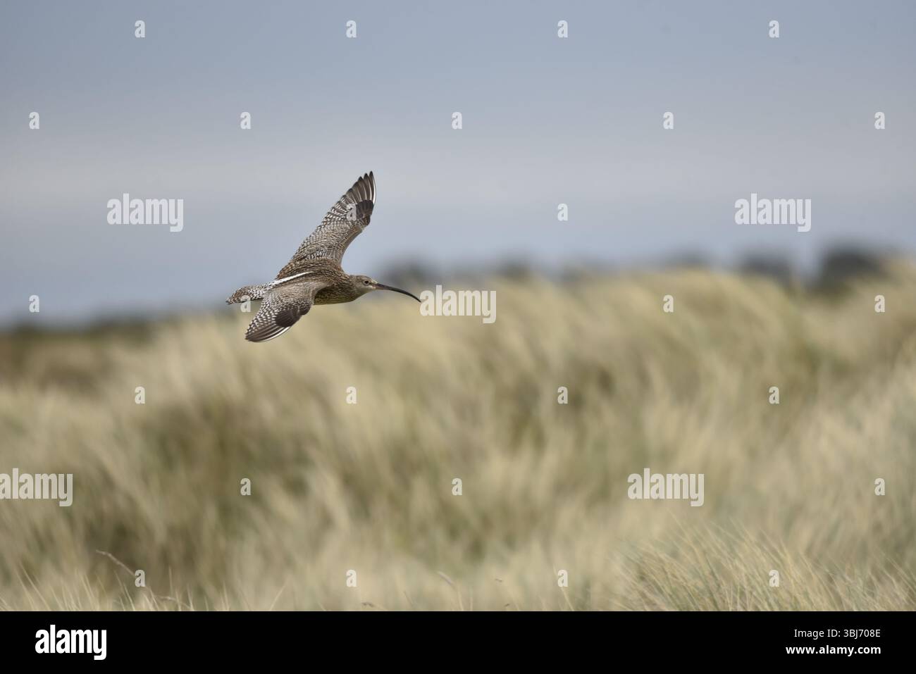 Eurasian Curlew (Numenius arquata) volare da sinistra a destra, Left Foreground of Image, Flying over Marram Grass Near Coast, preso sull'Isola di Man, Regno Unito Foto Stock