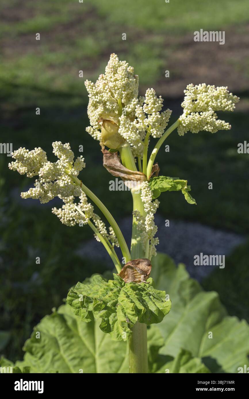 Fioritura di rabarbaro (Rheum rhabarbarum) Renania settentrionale-Vestfalia, Germania, Europa Foto Stock