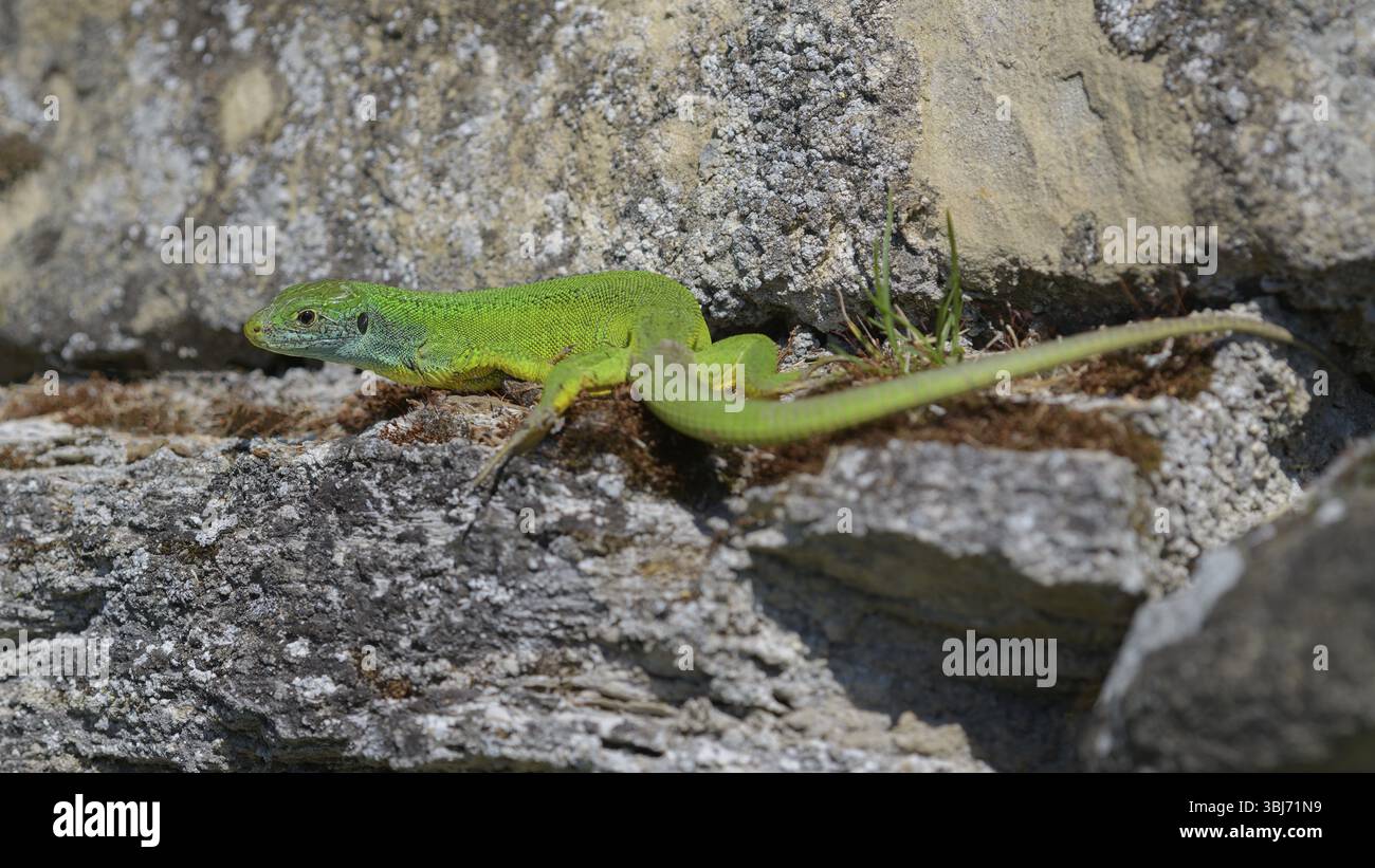 Lucertola verde occidentale (Lacerta bilineata), appoggiata su una pietra di un muro di pietra a secco, valle di Neckar, Baden-Wuerttemberg, Germania, Europa Foto Stock