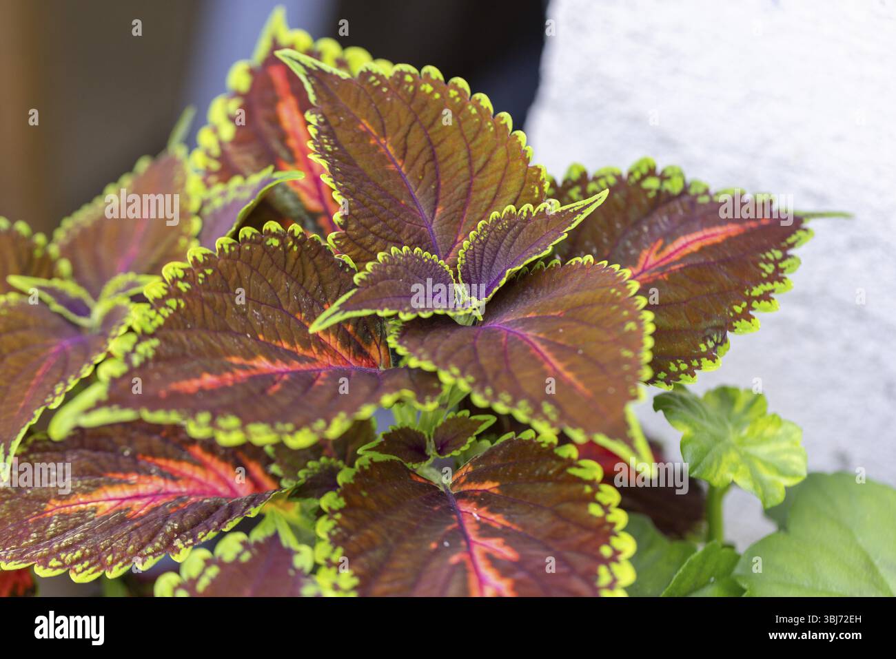 Dettagliate foglie colorate dell'ortica colorata (scutellarioidi Solenostemon) con ornamenti verdi e rossi-marroni, Neunkirchen, bassa Austria, Austri Foto Stock