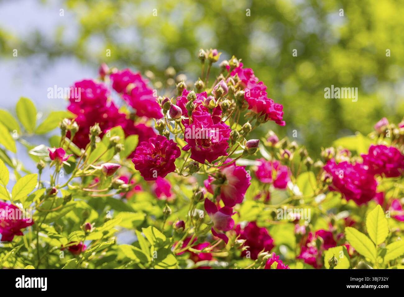 Rosa rosa vivace in fiore su sfondo verde e soleggiato, Neunkirchen, bassa Austria, Austria, Europa Foto Stock