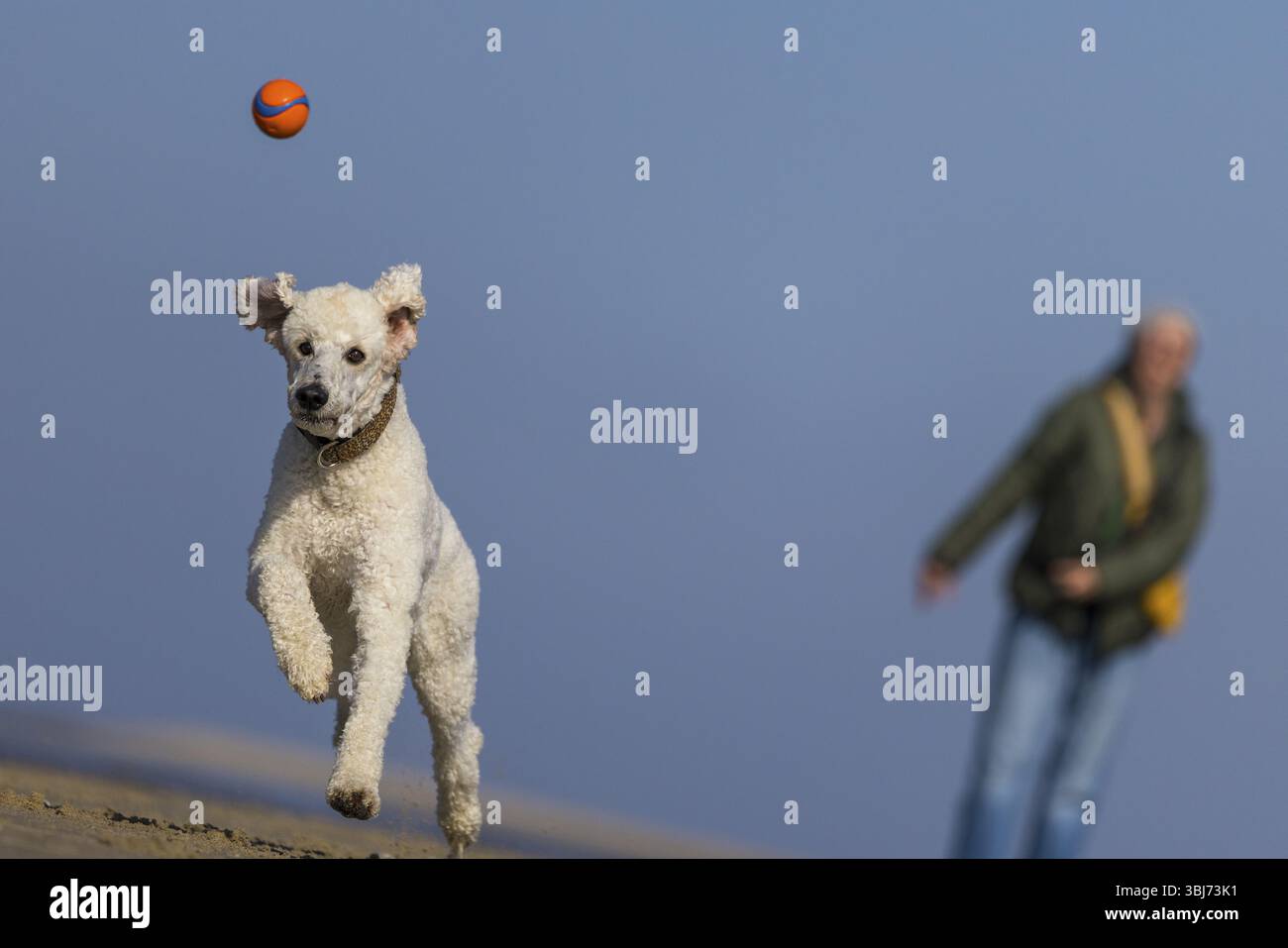 Un cane, un re bianco, che corre dopo un ballo sulla spiaggia, con una persona sullo sfondo, De Cocksdorp, Eierland, Texel, Isole Frisone occidentali, e nemmeno Foto Stock Un cane, un re bianco, che corre dopo un ballo sulla spiaggia, con una persona sullo sfondo, De Cocksdorp, Eierland, Texel, Isole Frisone occidentali, e nemmeno Foto Stock