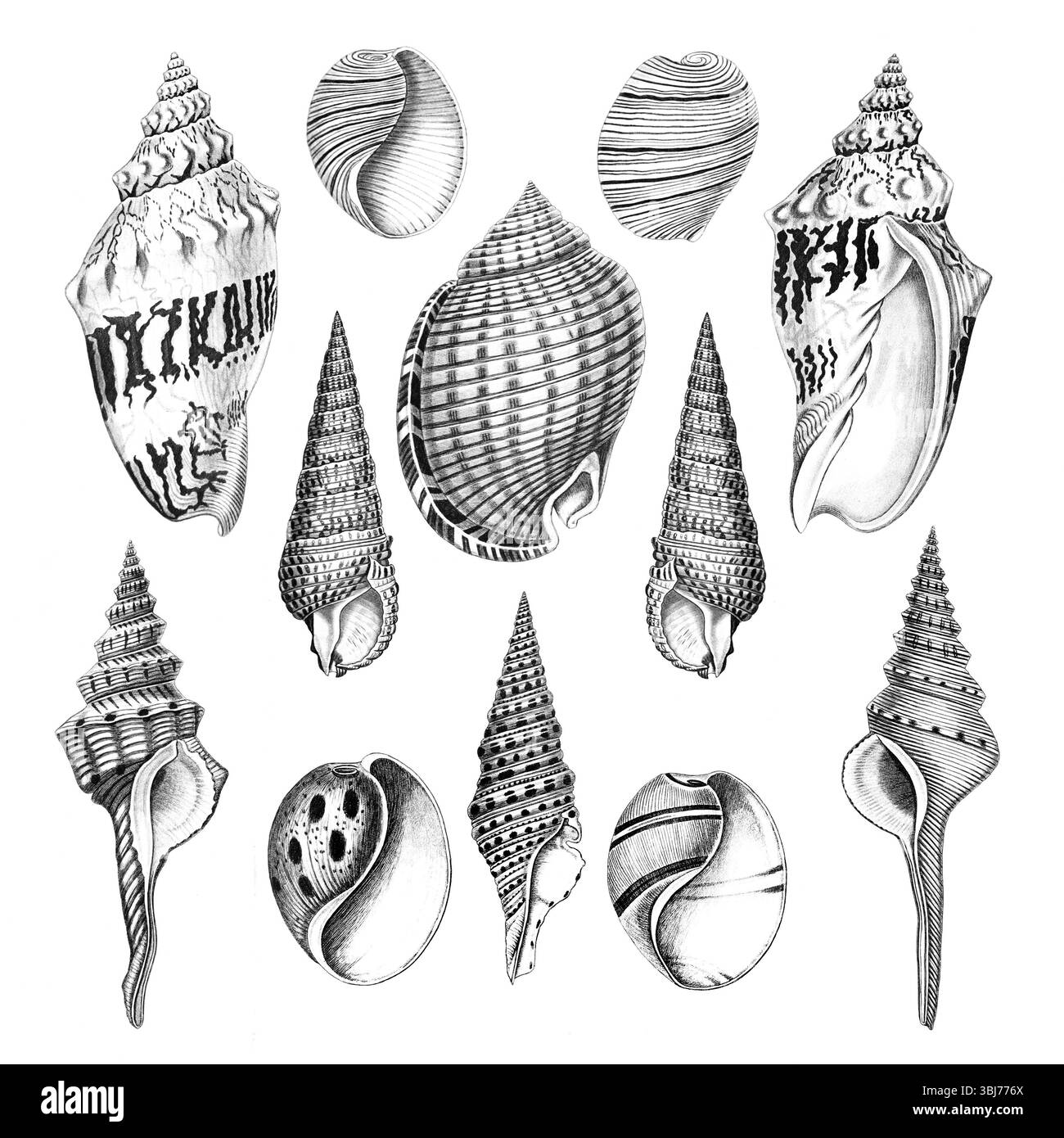 Collezione Sea Shell. Illustrazioni in bianco e nero di conchiglie marine disegnate a mano. Isolato su sfondo bianco. Ideale per il design e l'uso creativo. Foto Stock