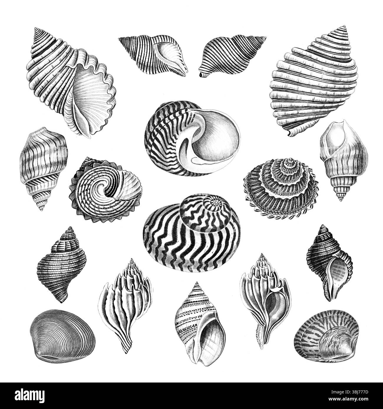 Collezione Sea Shell. Illustrazioni in bianco e nero di conchiglie marine disegnate a mano. Isolato su sfondo bianco. Ideale per il design e l'uso creativo. Foto Stock