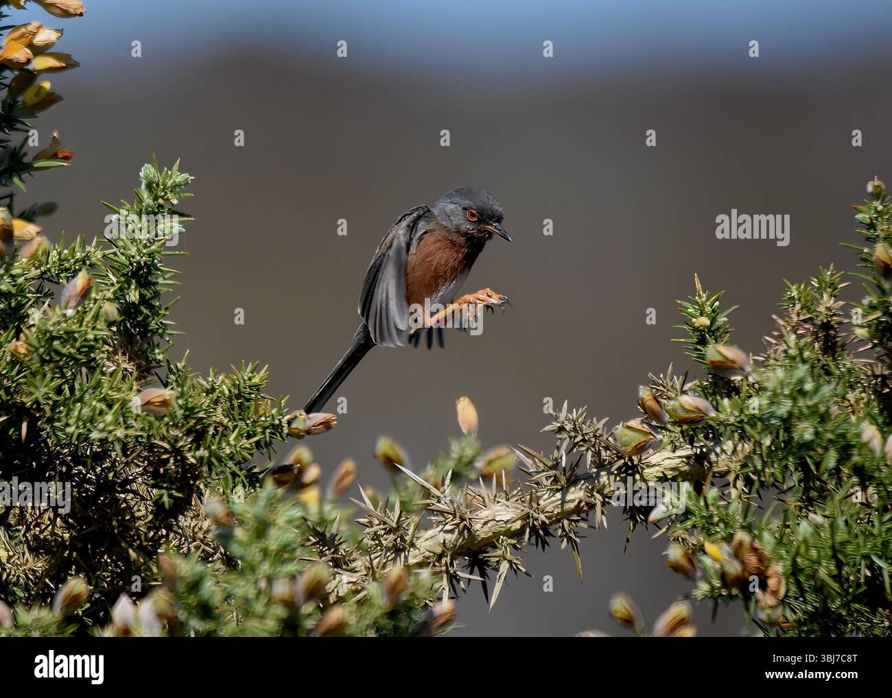 Dartford Warbler (Curruca undata / Sylvia dartfordiensis) in posizione di atterraggio a metà volo, Dunwich Heath, Suffolk, Inghilterra Foto Stock