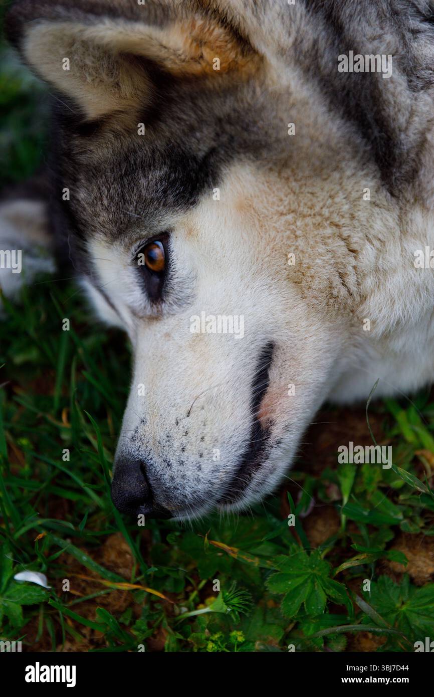 Questa immagine mostra un incredibile primo piano di un cane husky steso tranquillamente su una lussureggiante erba verde, che mostra i suoi motivi unici di pelliccia e gli occhi espressivi in un n Foto Stock