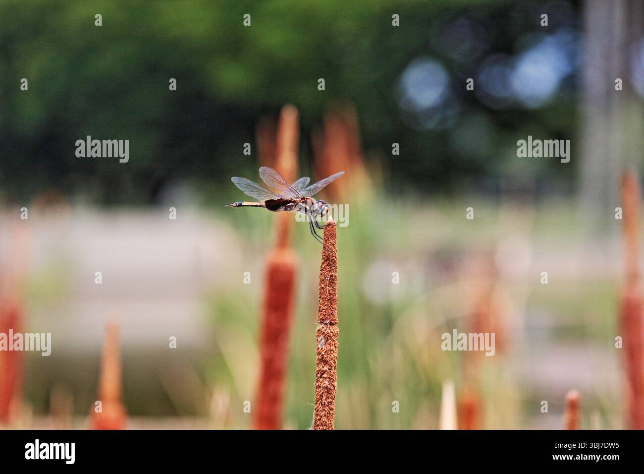 Dragonfly arroccata su piante acquatiche in una profondità di campo bassa. Foto macro naturale con sfondo verde e arancione sfocati. Foto Stock