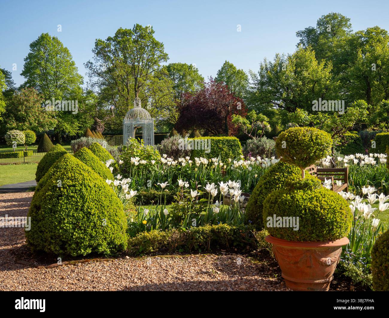 Chenies; pagoda Birdcage a tarda primavera con tulipani trionfatori topiari e bianchi in una serata soleggiata. Foto Stock
