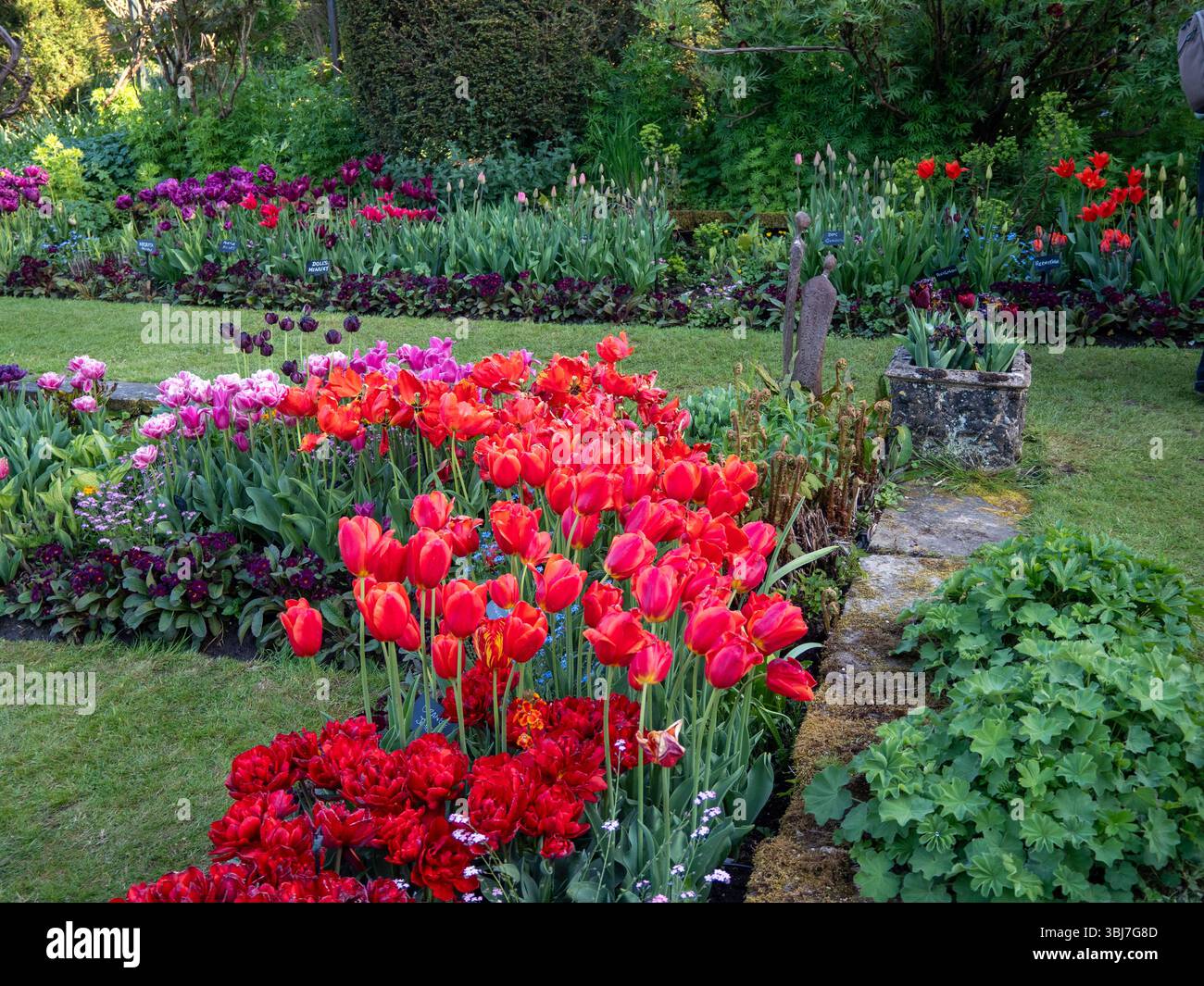 Angolo del giardino sommerso di Chenis Manor, pieno di tulipani dai colori vivaci in un pomeriggio di sole ad aprile. Foto Stock