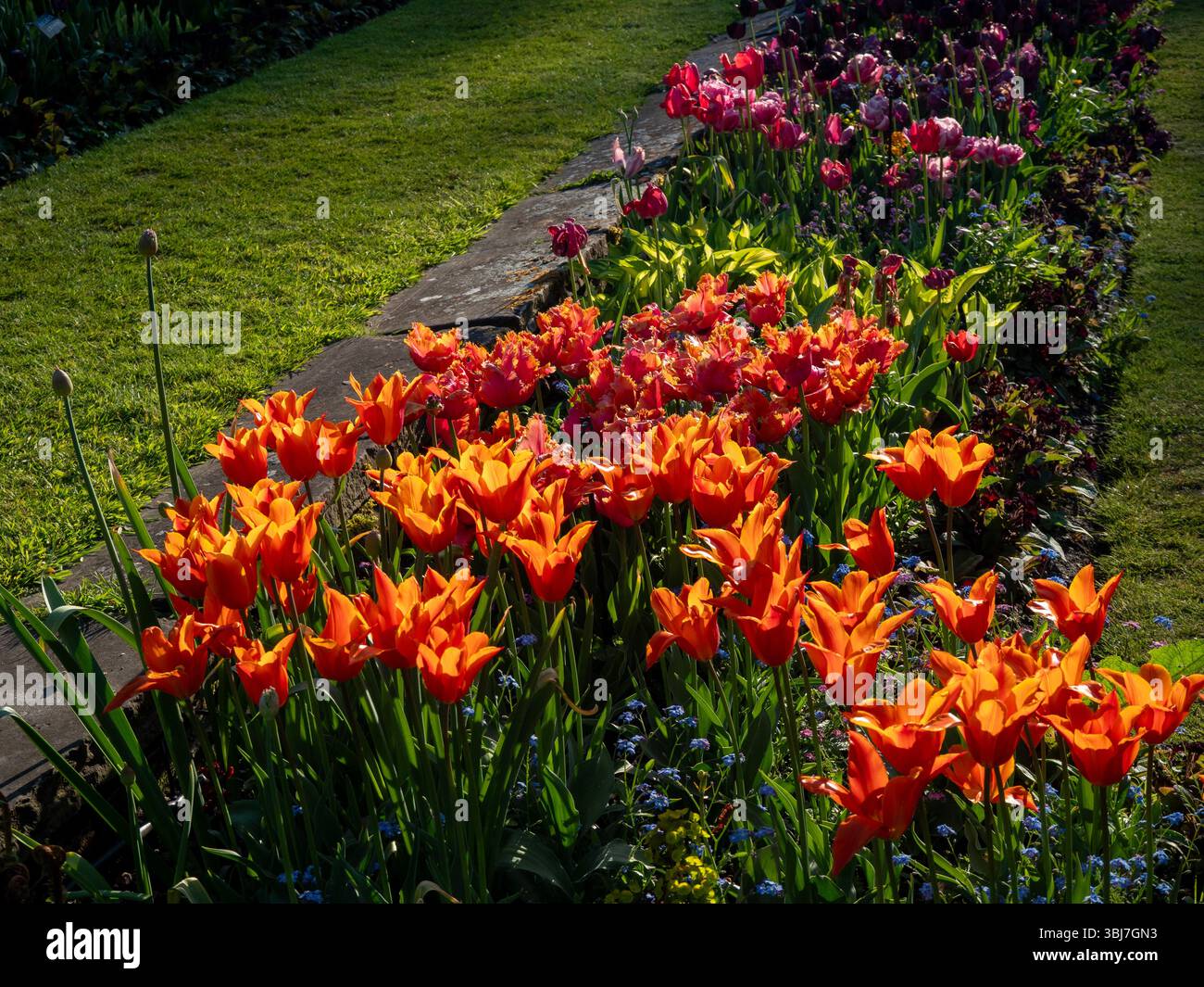 Tulipa Ballerina retroilluminata al giardino sommerso di Chenies Manor alla fine di aprile Foto Stock