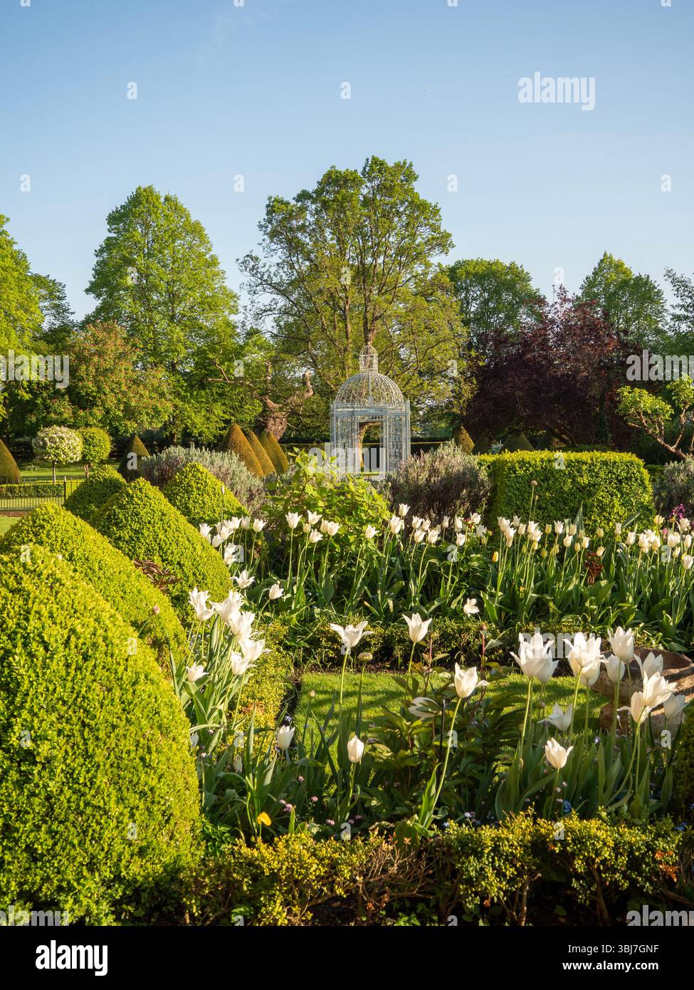 Chenies; pagoda Birdcage a tarda primavera con tulipani trionfatori topiari e bianchi in una serata soleggiata. Foto Stock