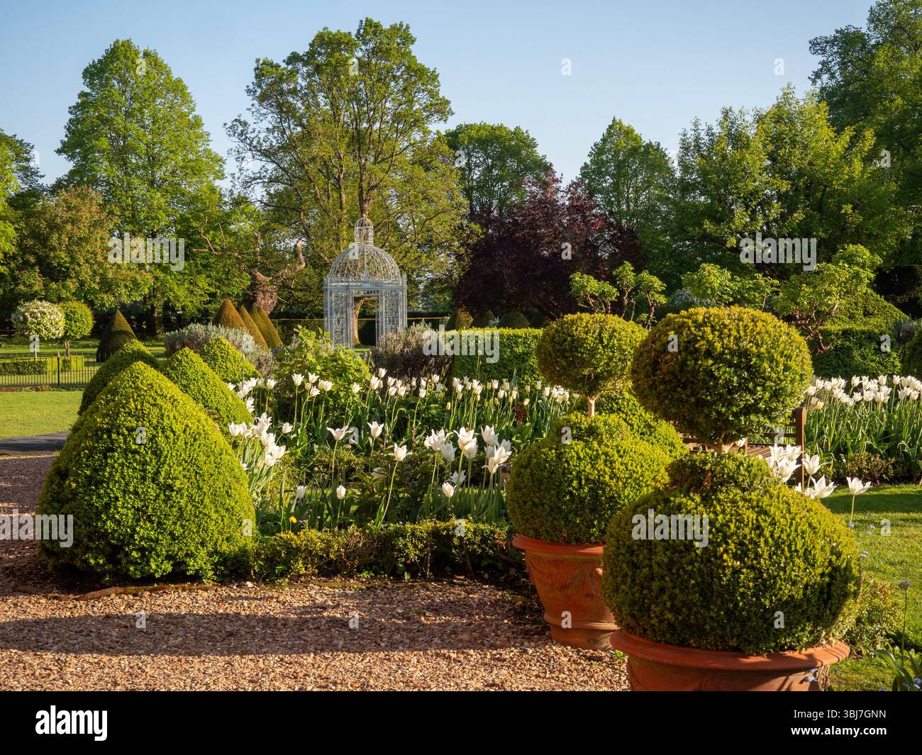 Chenies; pagoda Birdcage a tarda primavera con tulipani trionfatori topiari e bianchi in una serata soleggiata. Foto Stock