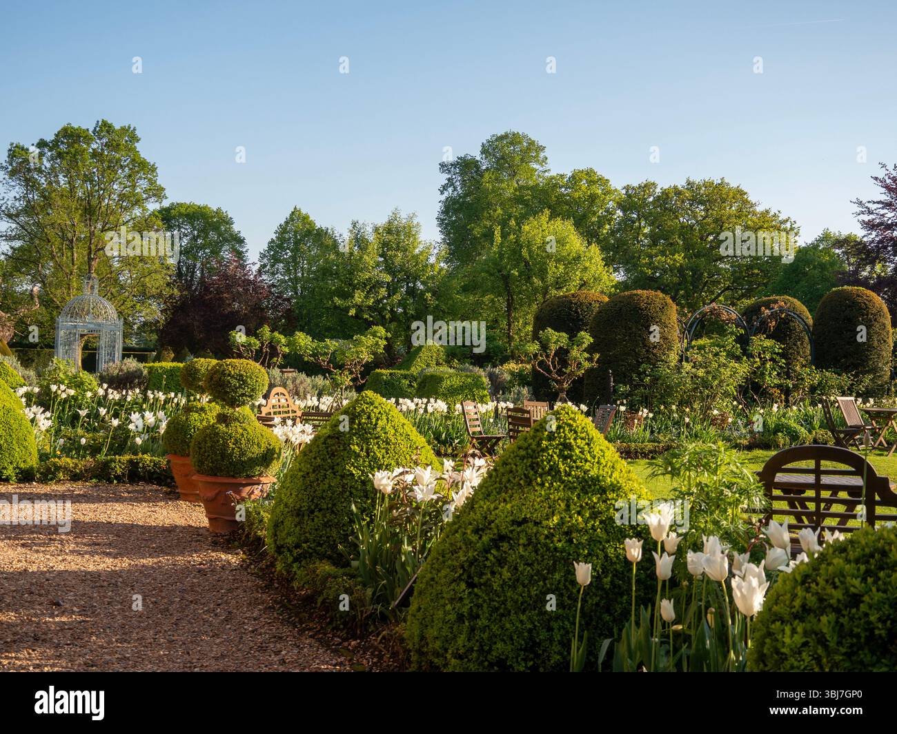Chenies; pagoda Birdcage a tarda primavera con tulipani trionfatori topiari e bianchi in una serata soleggiata. Foto Stock