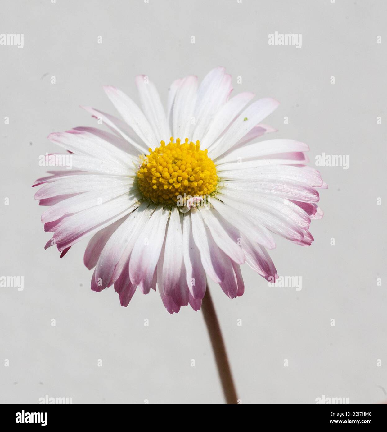 Daisy comune Bellis Perennis Foto Stock