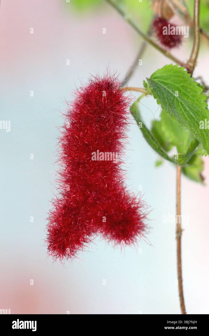 Acalypha hispida, pianta di ciniglia o coda di gatto calda e rossa, presenta un'impressionante punta di fiore rosso e fuzzy e foglie verdi seghettate, appese a un sottile Foto Stock
