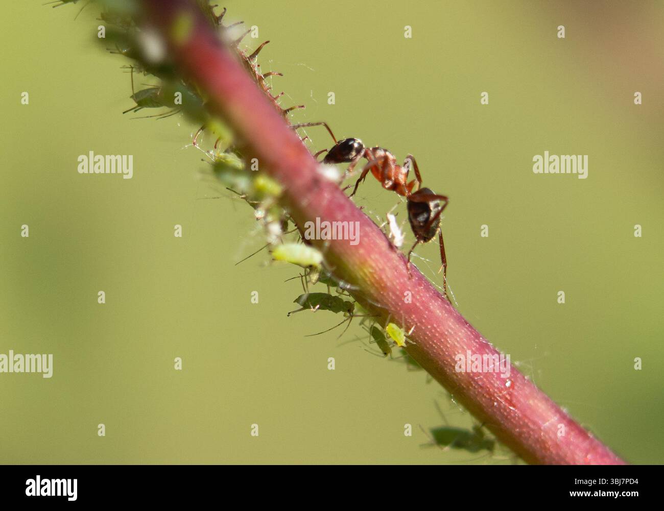 Foto macro di una formica e afidi su uno stelo di pianta Foto Stock