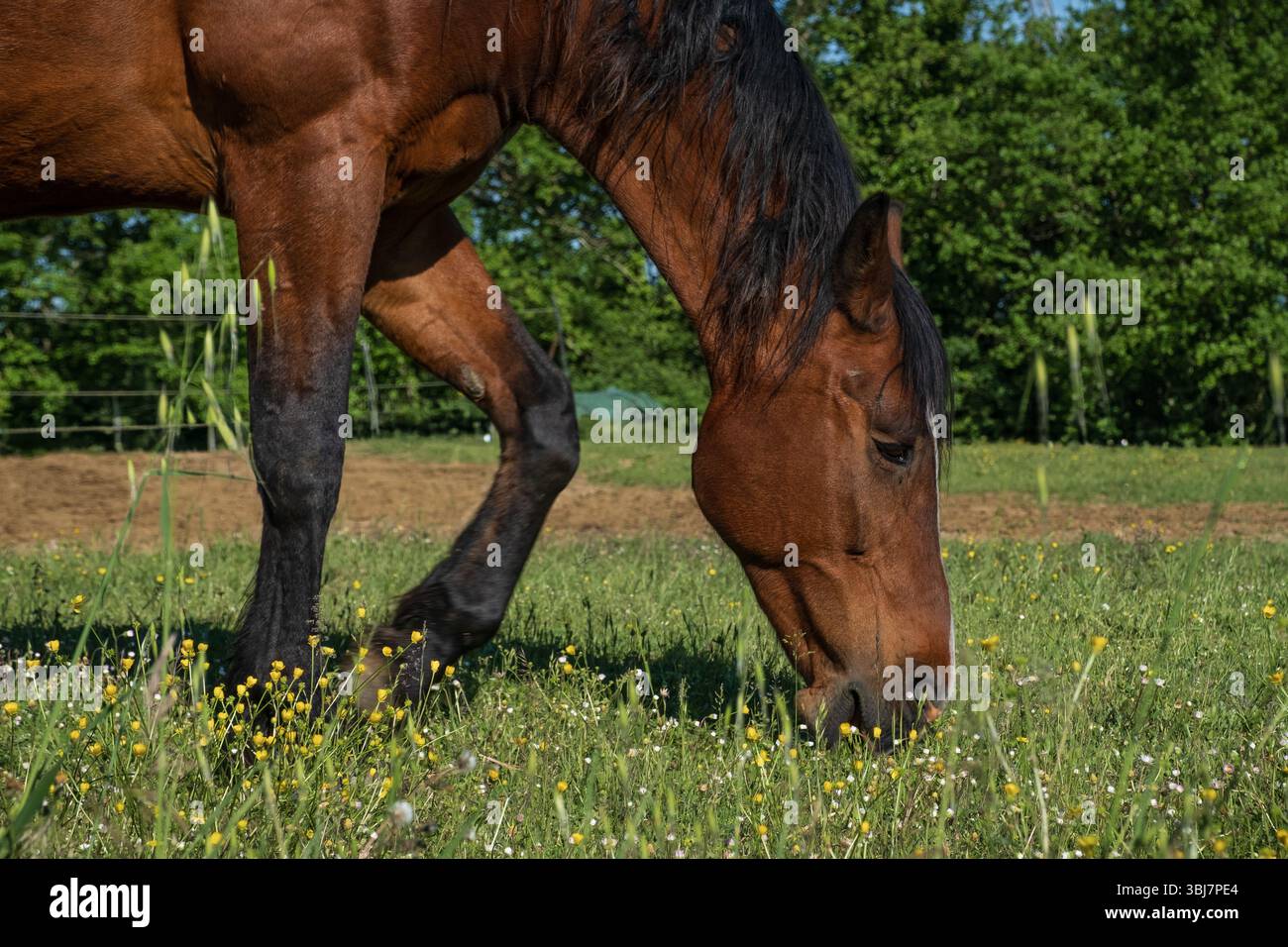 Striscia bianca di cavallo in una recinzione, Toscana Italia Foto Stock