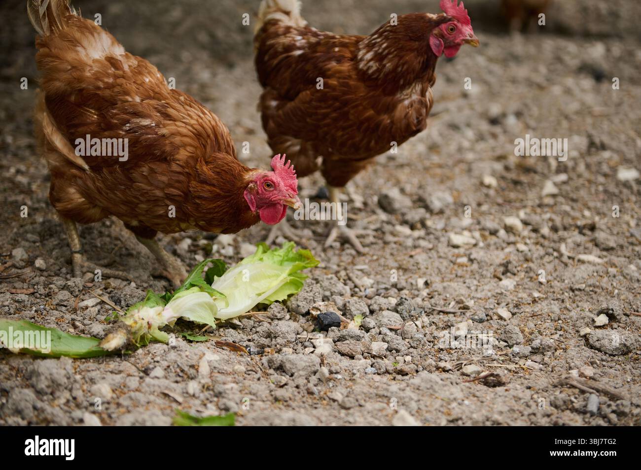 Due polli marroni affettano all'aperto la lattuga, in un'area rocciosa. Questa scena cattura l'agricoltura sostenibile, mostrando il pollame in un natu Foto Stock