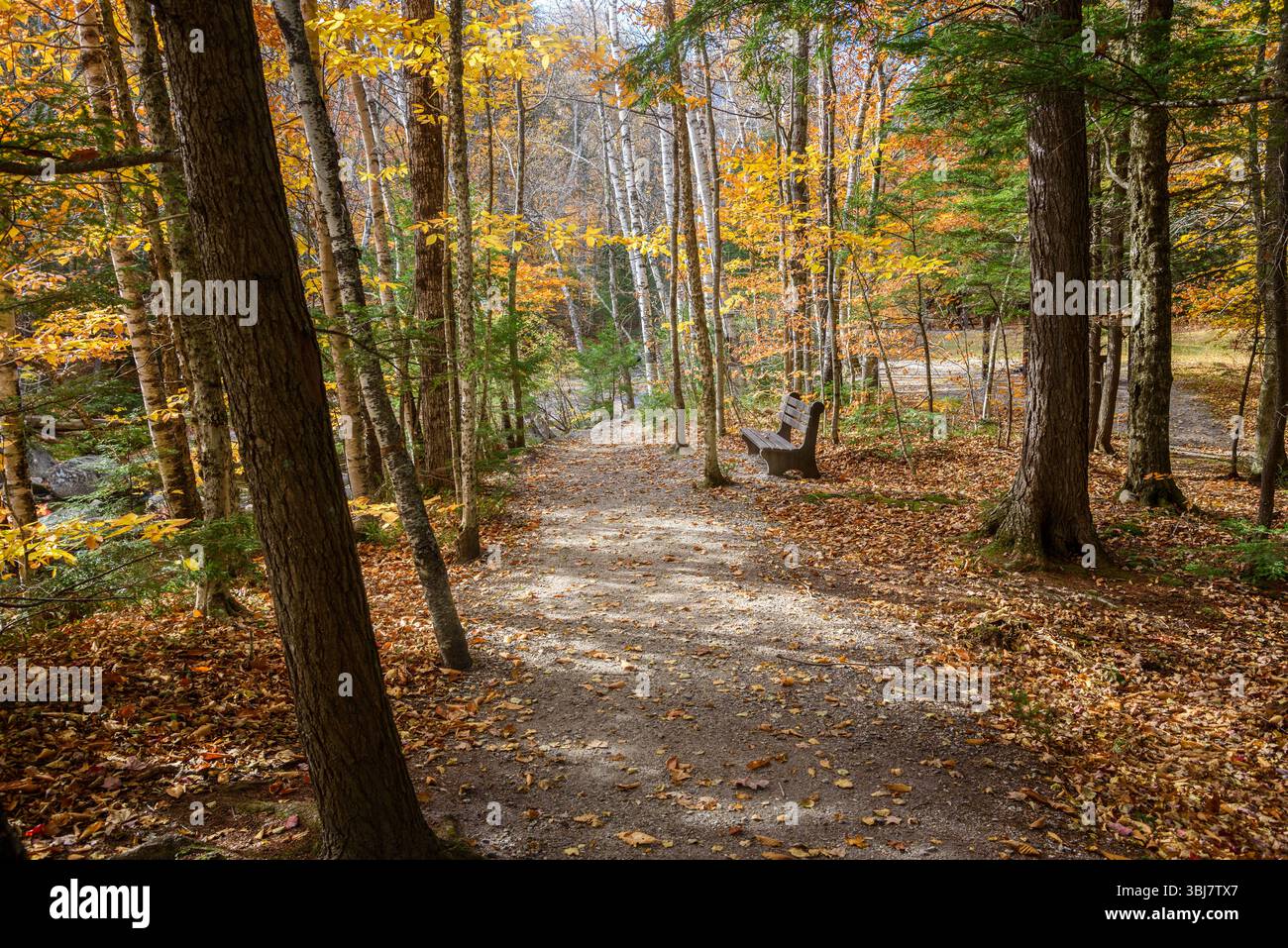 Panchina di legno lungo un sentiero nella foresta deserta in una soleggiata giornata autunnale Foto Stock