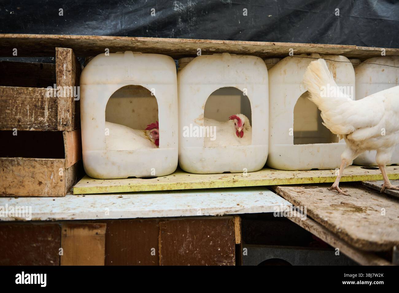 Polli alloggiati in scatole riutilizzate in modo unico con un ambiente rurale rustico, che mostra pratiche agricole sostenibili e creative. Foto Stock