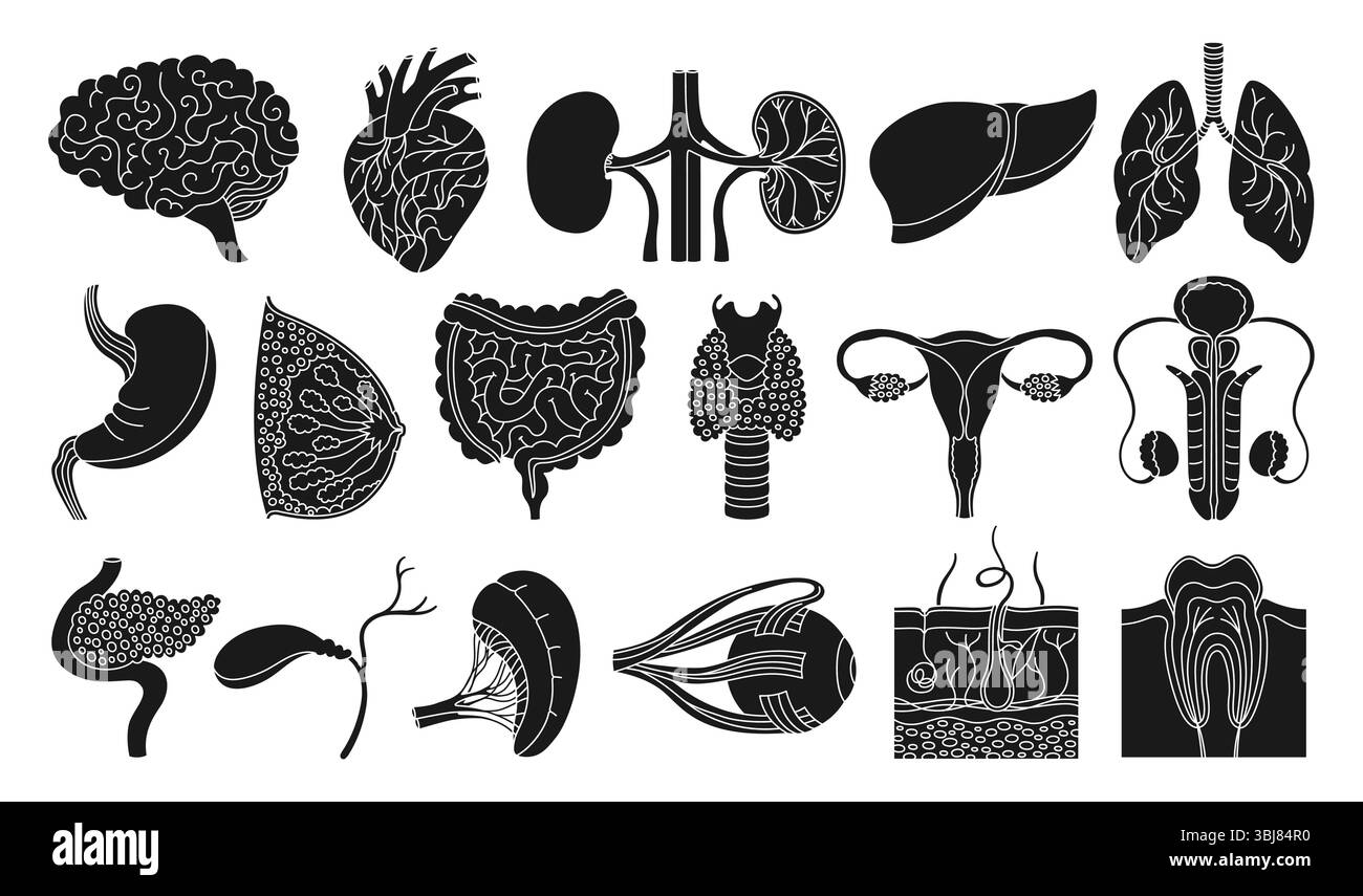 Set di organi umani. Cartoni animati sagoma polmonare, cervello, cuore, fegato stomaco, intestino toracico, sistema riproduttivo femminile maschile, pelle capelli dente occhio, corpo elementi collezione. Set di icone illustrazione vettoriale Illustrazione Vettoriale