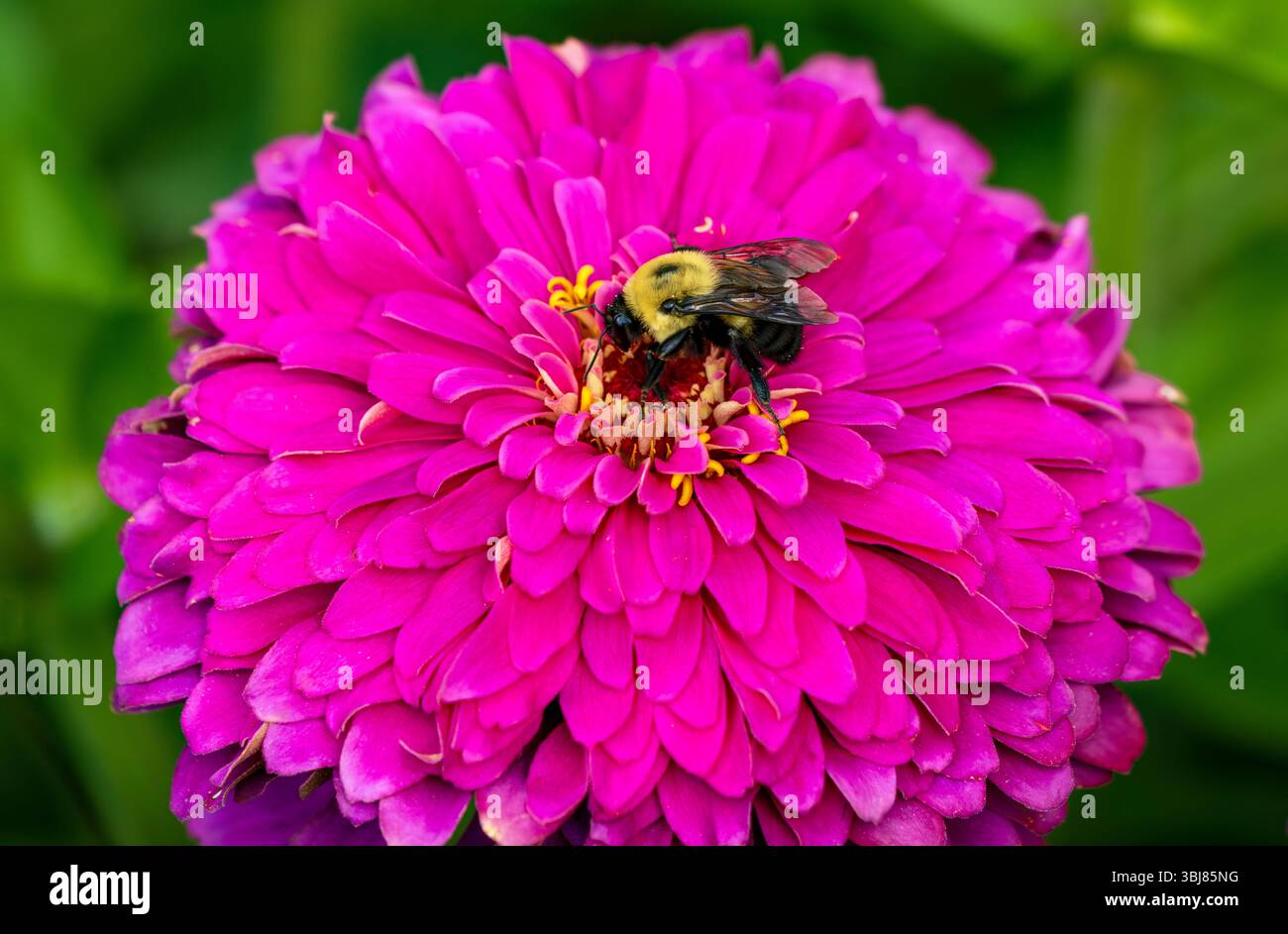 Un fiore Zinnia rosa vibrante che viene pollinato da un Bumblebee, visto da vicino. Foto Stock